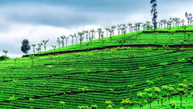 Ooty travel package with botanical gardens